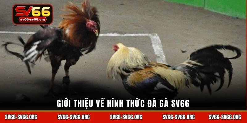 Giới thiệu về hình thức đá gà sv66