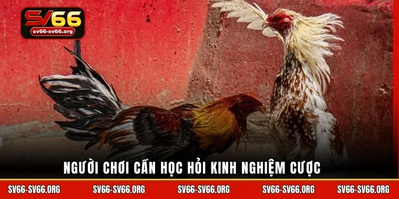 Người chơi cần học hỏi kinh nghiệm cược