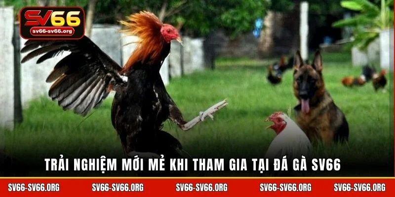 Trải nghiệm mới mẻ khi tham gia tại đá gà sv66